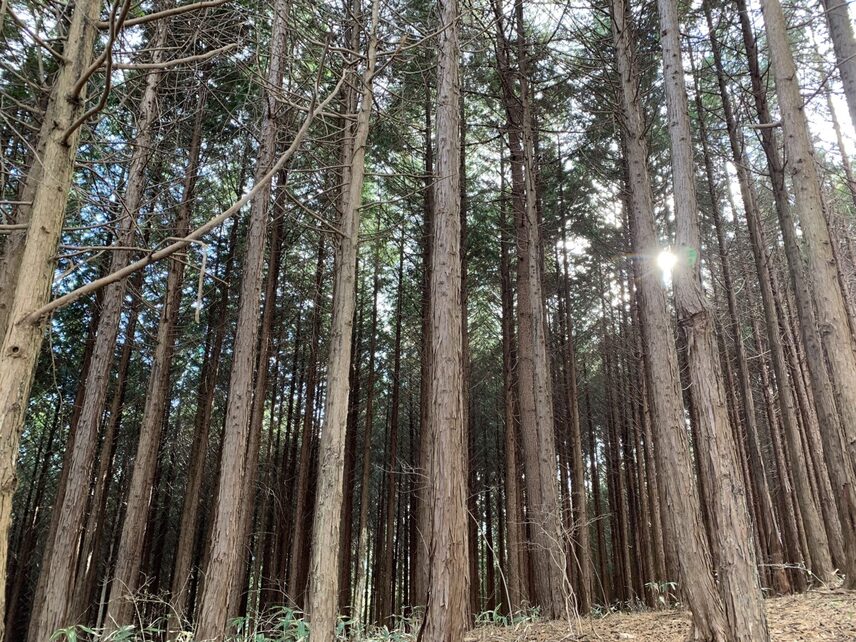 昨年ご好評をいただいた福島県田村市林業体験ツアーが、今年も開催決定！